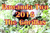 RAWANDA - The Gorillas