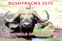 Masai Mara's Animals