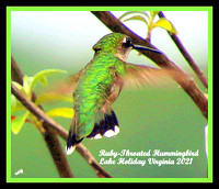 All Of A Sudden - Hummingbirds!